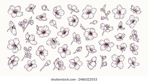 Conjunto de arte de la línea de la flor del sakura. Flor de cerezo japonés dibujado a mano boceto floral negro. Pétalo botánico de primavera, hojas. Florece la Ilustración vectorial de plantas asiáticas en estilo de contorno