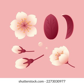Set of sakura flowers, buds and leaves. Botanical illustration in realistic style, cherry blossom. Hanami Festival. For stickers, posters, postcards, design elements