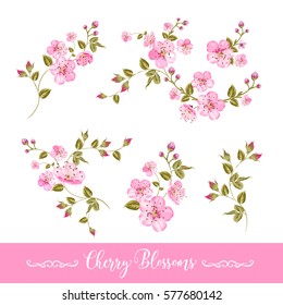 Set of sakura flowers elements. Collection of spring flowers on a white background. Vector illustration bundle.