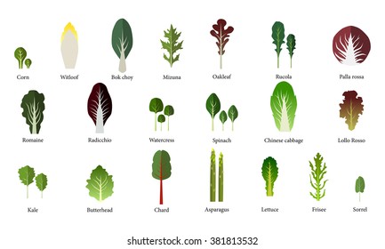 Set of salad bowl. Leafy vegetables green salad. Vector EPS 10