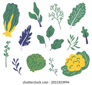 Conjunto de verduras de ensalada. Diferentes tipos de ensaladas. Lechuga, berenjena, kale, espinacas. Hojas de ensalada de lechuga verde. Productos saludables. Vegetariano. La decoración, la cocina, la carta y el restaurante. Vector