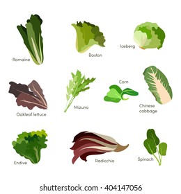 Set of salad greens. Leafy vegetables salad icons. Vector eps10