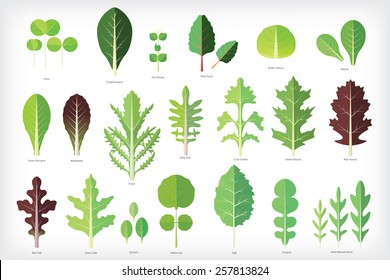 Set of salad greens vector. Leafy vegetables