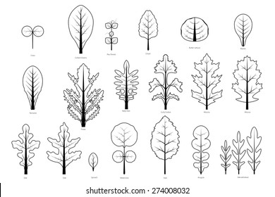 Set of salad greens vector. Leafy vegetables