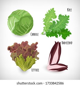 Set of salad leaves, radicchio, lettuce, kale, cabbage on white background. Fresh ingredients for salad in flat style. Lettering Kale, Radicchio, Cabbage, Lettuce. Healthy organic vegetarian food.