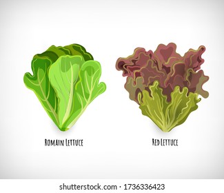 Set of salad plants. Green romain lettuce and escarole. Fresh leaves ingredient for salad in flat style. Sign Romain Lettuce, Red Lettuce. Healthy organic vegetarian food vector Illustration.