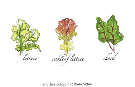 Set of Salads and Leafy Vegetables, Oakleaf Lettuce, Chard Hand Drawn Vector Illustration