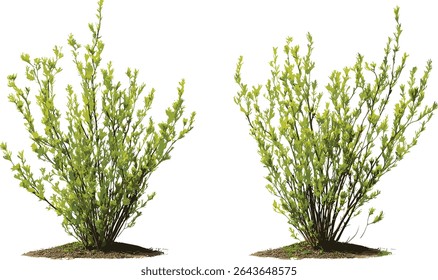 Set of Salix babylonica and Salix caroliniana tree cutout in sunny daylight, vector illustration, natural willow species, botanical garden, outdoor flora, deciduous plants.