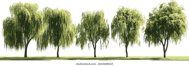 Conjunto de Salix babylonica chorando salgueiro árvores isoladas recorte, árvore frontal, ilustração vetorial, paisagismo urbano, projeto de jardim, ambiente natural, árvores caducas.