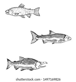 Set of salmon. Vector cartoon illustrations of fish. Hand-drawn seafood. Isolated objects on a white background.
