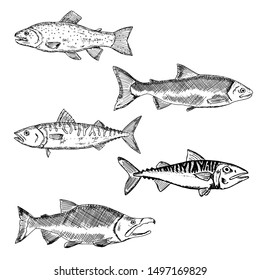 Set of salmon. Vector cartoon illustrations of fish. Hand-drawn seafood. Isolated objects on a white background.
