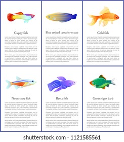 Set of saltwater inhabitant vector illustrations of marine guppy, neon betta and golden fishes, green tiger barb with blue striped tamarin text sample