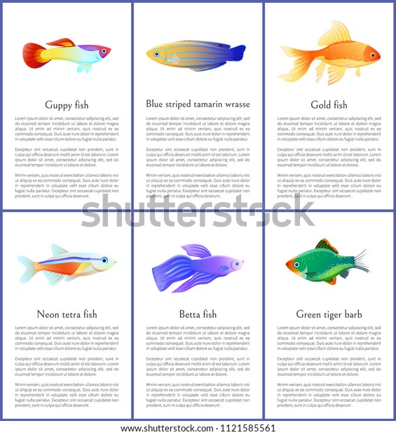 Set Saltwater Inhabitant Vector Illustrations Marine Stock Vector Royalty Free 1121585561