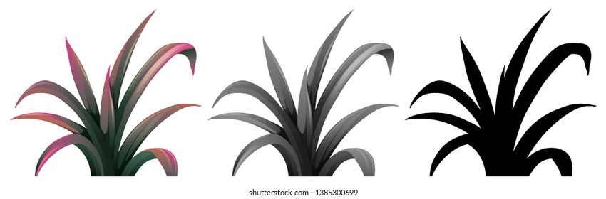 set of same plant illustration