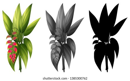 conjunto de la misma ilustración de planta