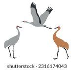 Set of Sandhill crane bird. Antigone canadensis isolated on white background. Flying and standing. Gruidae family, large, long-legged, and long-necked bird. Vector illustration.