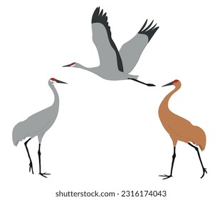 Set of Sandhill crane bird. Antigone canadensis isolated on white background. Flying and standing. Gruidae family, large, long-legged, and long-necked bird. Vector illustration.