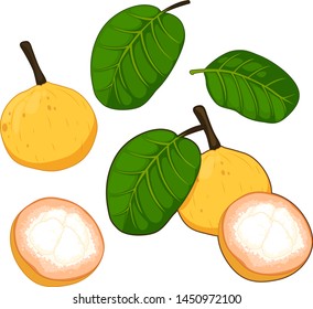 set of santol fruits isolated on white background