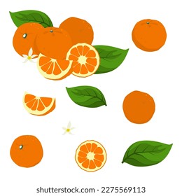 Set of satsuma fruit with leaf isolated on white background, Vector illustration.