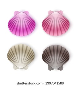Set of scallop seashells, Vector seashells of cartoon style, illustration isolated on white background
