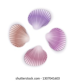 Set of scallop seashells, Vector seashells of cartoon style, illustration isolated on white background