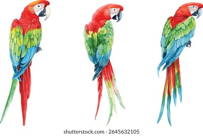 set of Scarlet Macaw Watercolor Painting - Vibrant Tropical Bird vector illustration