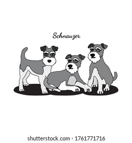 Set of schnauzer dog cartoon vector illustration.