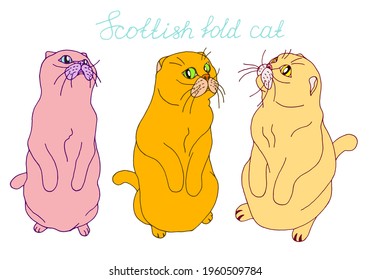 Set with scottish fold cats in different perspectives isolated on white background. Cat stand on its  hind legs and asks for food. Vector illustration.