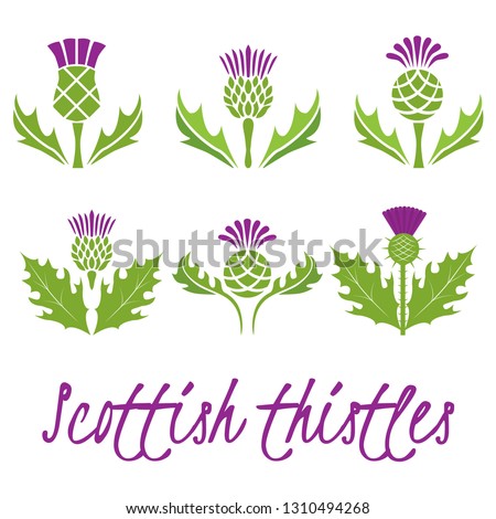 Set of Scottish thistles. Vector illustration.