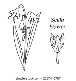 Está decorado con un doodle de flores de Scylla. Ilustración del vector de contorno dibujado a mano.