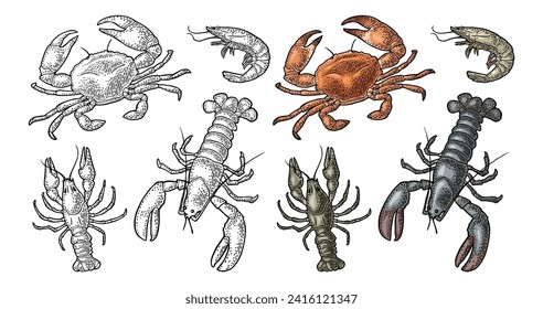 Set sea animal crustacean. Lobster, crab, crawfish, shrimp. Vector engraving color and monochrome vintage illustrations isolated on white background. Hand drawn design element for label and menu