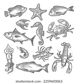 Set sea animal. Lobster, cuttlefish, crab, shrimp, fish tilapia, dorado, tuna, salmon. Vector monochrome engraving vintage illustrations isolated on white background