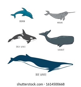 Set of sea animals. Figure whale, dolphin, narwhal, sperm whale, killer whale. Vector illustration.