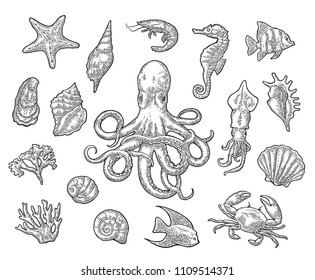 Set sea animals. Shell, cuttlefish, coral, oyster, crab, shrimp, seaweed, star, fish and octopus. Vector black engraving vintage illustrations. Isolated on white background.