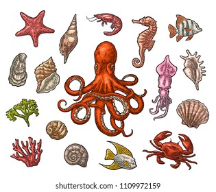 Set sea animals. Shell, cuttlefish, coral, oyster, crab, shrimp, seaweed, star, fish and octopus. Vector color engraving vintage illustrations. Isolated on white background.