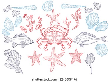 Set sea animals. Shell, cuttlefish, coral, oyster, crab, shrimp, seaweed, star, fish. Vector color engraving vintage illustrations. Isolated on white background.