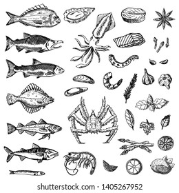 Set of sea animals. Vector cartoon illustrations. Isolated objects on a white background. Seafood. Hand-drawn style.