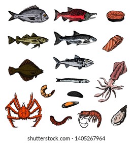 Set of sea animals. Vector cartoon illustrations. Isolated objects on a white background. Seafood. Hand-drawn style.