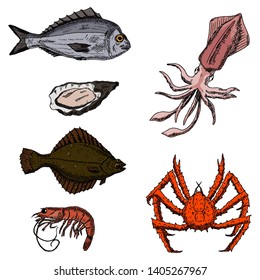 Set of sea animals. Vector cartoon illustrations. Isolated objects on a white background. Seafood. Hand-drawn style.