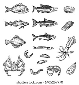 Set of sea animals. Vector cartoon illustrations. Isolated objects on a white background. Seafood. Hand-drawn style.