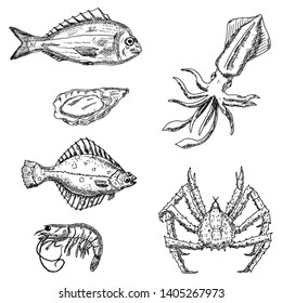 Set of sea animals. Vector cartoon illustrations. Isolated objects on a white background. Seafood. Hand-drawn style.