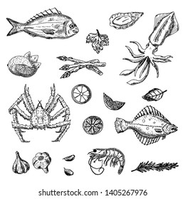 Set of sea animals. Vector cartoon illustrations. Isolated objects on a white background. Seafood. Hand-drawn style.