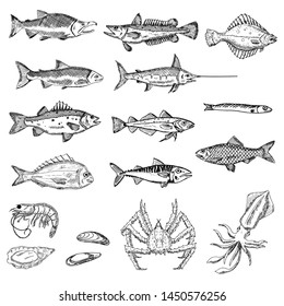 Set of sea animals. Vector cartoon illustrations. Isolated objects on a white background. Seafood. Hand-drawn style.