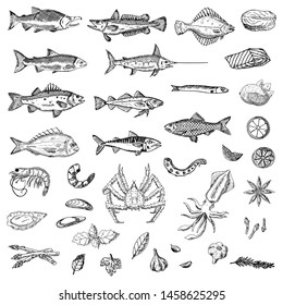 Set of sea animals. Vector cartoon illustrations. Isolated objects on a white background. Seafood. Hand-drawn style.