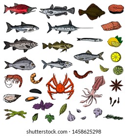 Set of sea animals. Vector cartoon illustrations. Isolated objects on a white background. Seafood. Hand-drawn style.