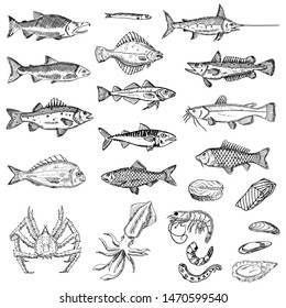 Set of sea animals. Vector cartoon illustrations. Isolated objects on a white background. Seafood. Hand-drawn style.