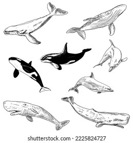 Set of sea animals. Vector illustrations. Isolated on a white background. Hand-drawn style.