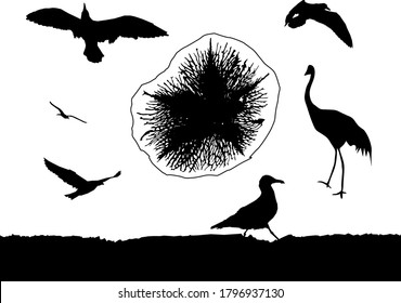  Set of sea birds. Black silhouettes. 