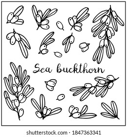 Set with sea buckthorn berry and leaves. Graphic hand drawn engraving style. Doodle illustration for packaging, menu cards, posters, prints. Isolated over white background.