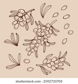 Set sea buckthorn. Branch with berries, and leaves. Hand drawn vector illustration.